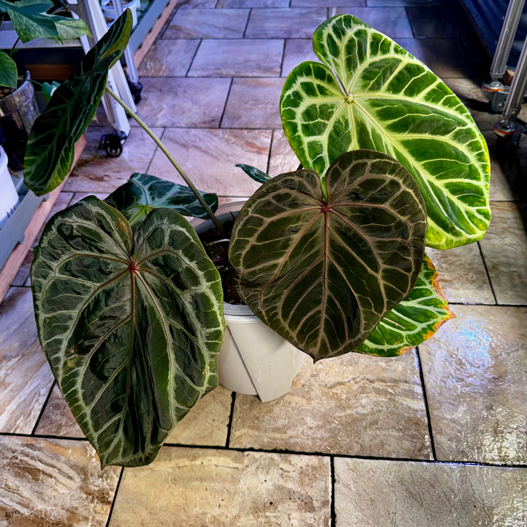 [Equator]【活性保持·铜锣烧*红水晶】Anthurium Dorayaki x Red Crystallium