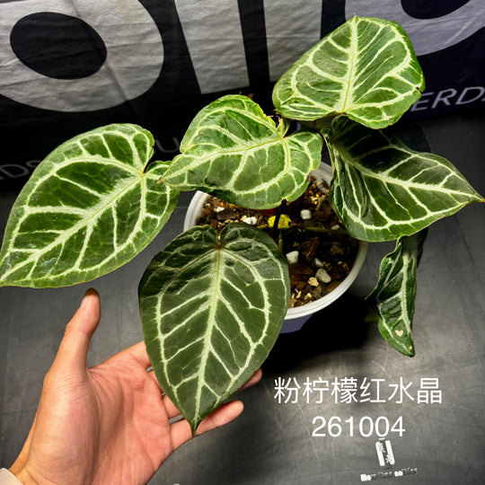 [Mono]【莫若·粉柠檬红水晶】Anthurium Pink Lemonade Crystallinum