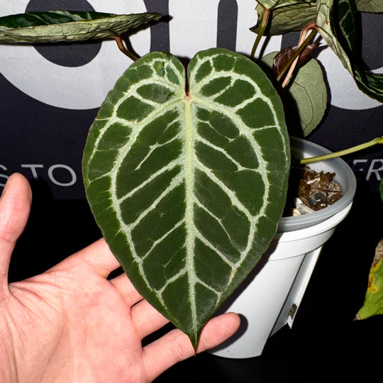 [Mono]【莫若·粉柠檬红水晶】Anthurium Pink Lemonade Crystallinum