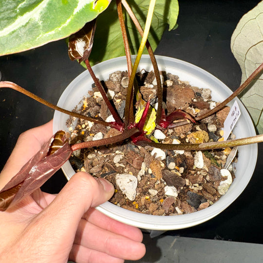 [Mono]【莫若·粉柠檬红水晶】Anthurium Pink Lemonade Crystallinum