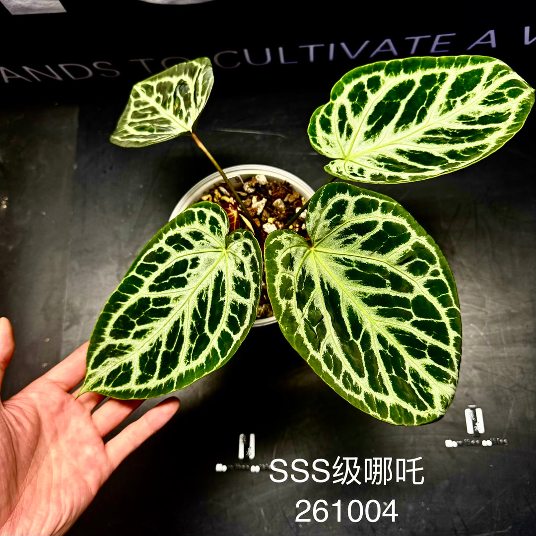 [PlantX]【植物未来·SSS哪吒】Anthurium SSS Grade 'Nezha'