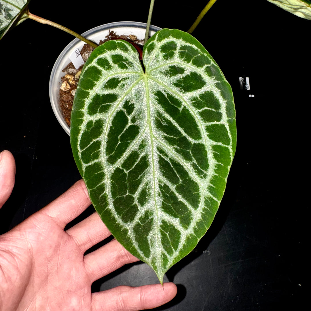 [PlantX]【植物未来·SSS哪吒】Anthurium SSS Grade 'Nezha'