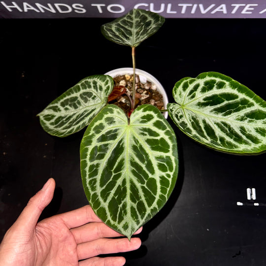 [PlantX]【植物未来·SSS哪吒】Anthurium SSS Grade 'Nezha'