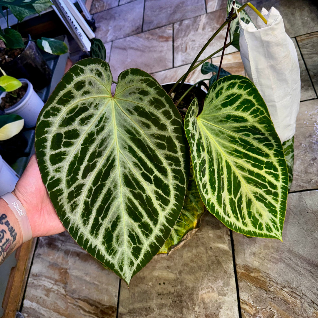[PlantX]【植物未来·SSS哪吒】Anthurium SSS Grade 'Nezha'