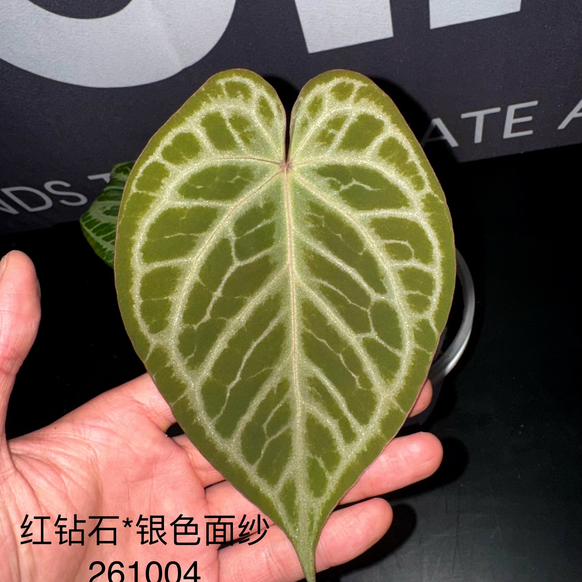 Equator – MONO Plant House