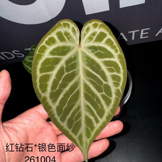 [Equator]【活性保持·红钻石*银色面纱】Anthurium Red Diamond x Silver Veil