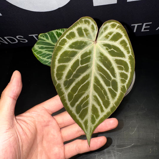 [Equator]【活性保持·红钻石*银色面纱】Anthurium Red Diamond x Silver Veil