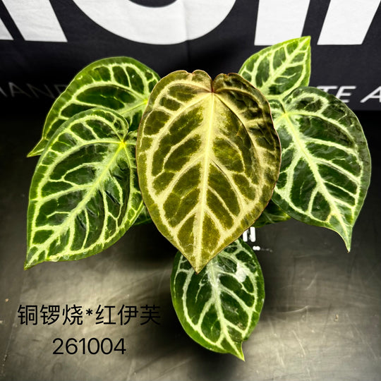 [Equator]【活性保持·铜锣烧*红伊芙】Anthurium Dorayaki x Red Yves