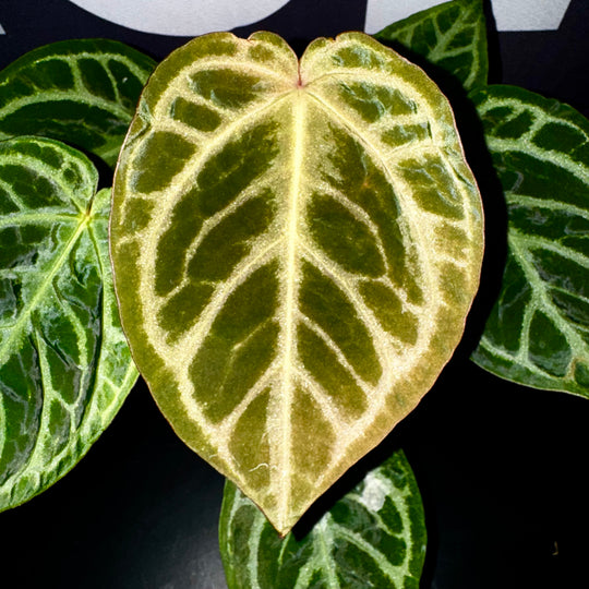 [Equator]【活性保持·铜锣烧*红伊芙】Anthurium Dorayaki x Red Yves