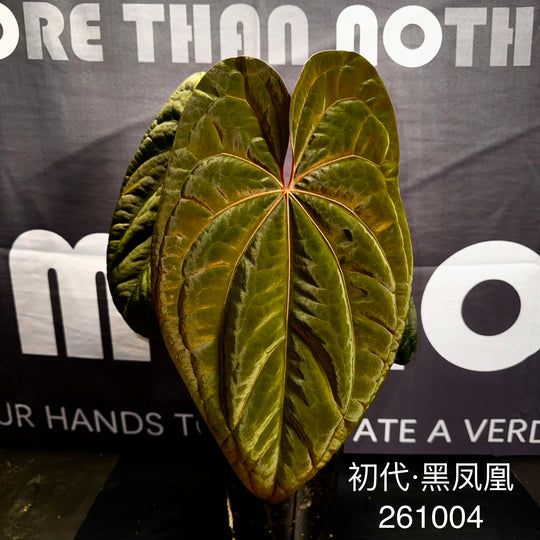 [Mono]【莫若·初代黑凤凰】Anthurium Dark Phoenix Original