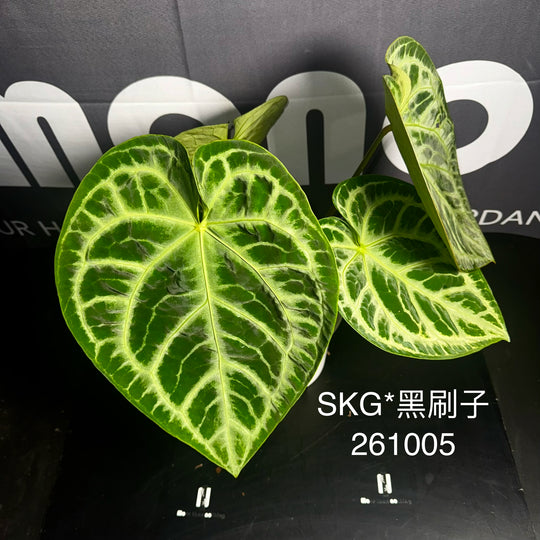 [Mono]【莫若·SKG*黑刷子】Anthurium SKG x Dark Silverblush