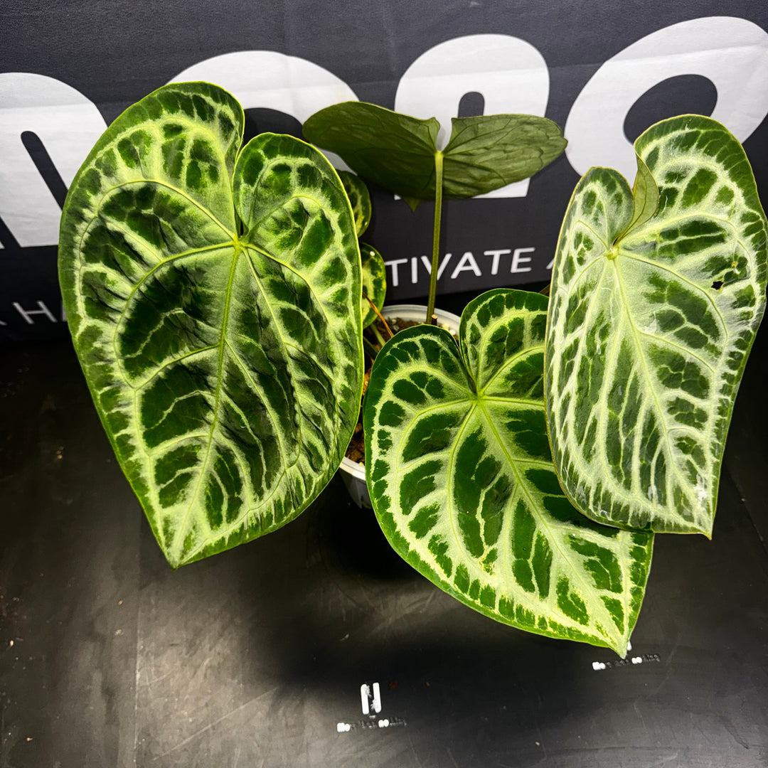 [Mono]【莫若·SKG*黑刷子】Anthurium SKG x Dark Silverblush