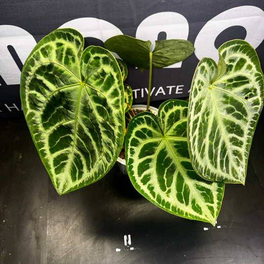 [Mono]【莫若·SKG*黑刷子】Anthurium SKG x Dark Silverblush