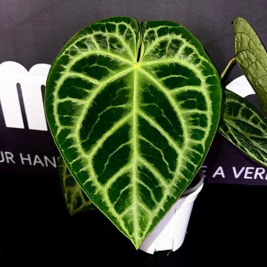 [Mono]【莫若·SKG*黑刷子】Anthurium SKG x Dark Silverblush