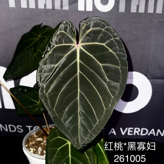 [Equator]【活性保持·红桃*黑寡妇】Anthurium Red Heart x Black Widow