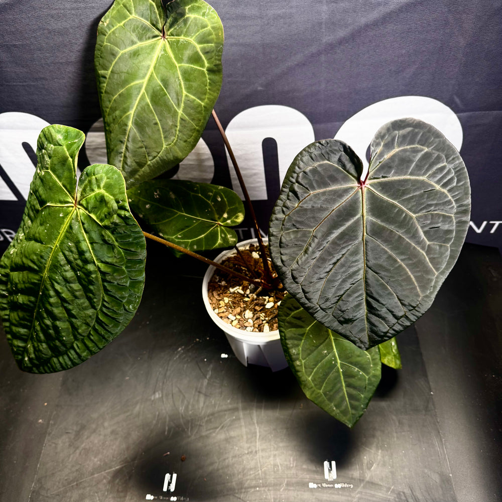 [Equator]【活性保持·红桃*黑寡妇】Anthurium Red Heart x Black Widow