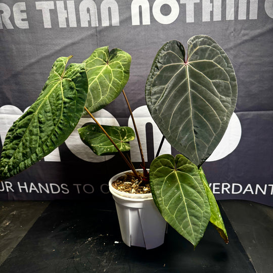 [Equator]【活性保持·红桃*黑寡妇】Anthurium Red Heart x Black Widow