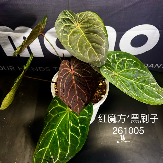 [Mono]【莫若·红魔方*黑刷子】Anthurium Rubic x Dark Silverblush