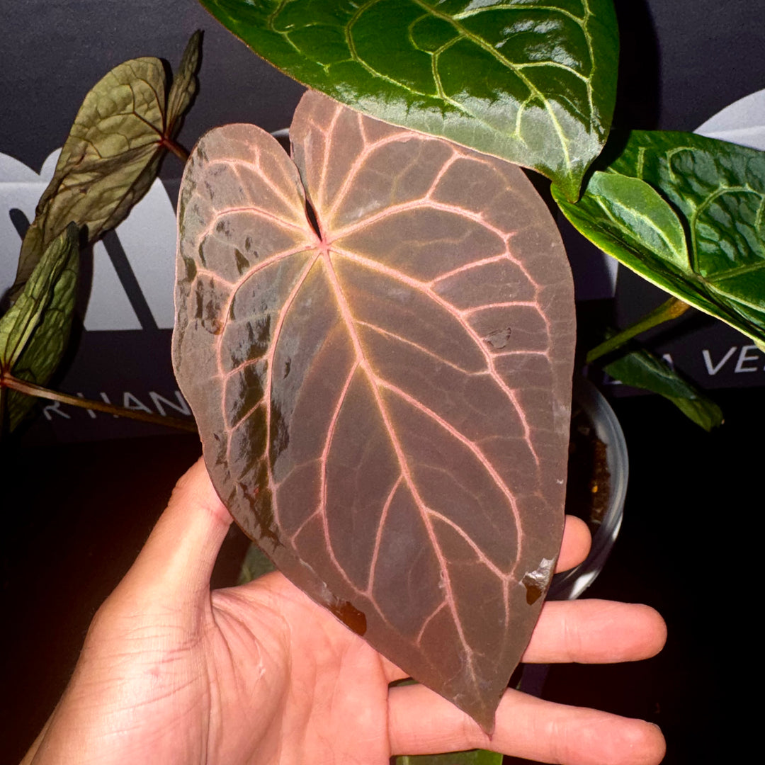 [Mono]【莫若·红魔方*黑刷子】Anthurium Rubic x Dark Silverblush