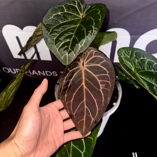 [Mono]【莫若·红魔方*黑刷子】Anthurium Rubic x Dark Silverblush