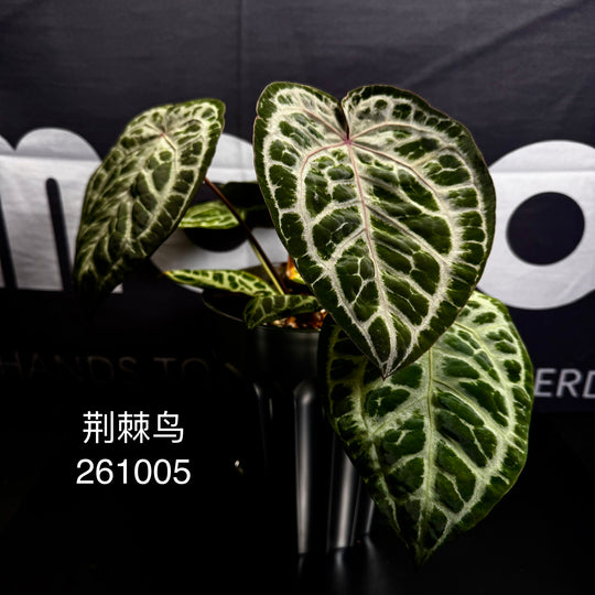 [Equator]【活性保持·荆棘鸟】Anthurium 'Thornbird'