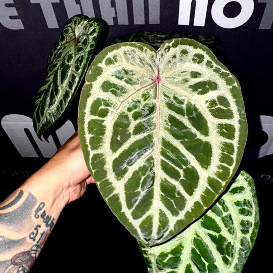 [Equator]【活性保持·荆棘鸟】Anthurium 'Thornbird'