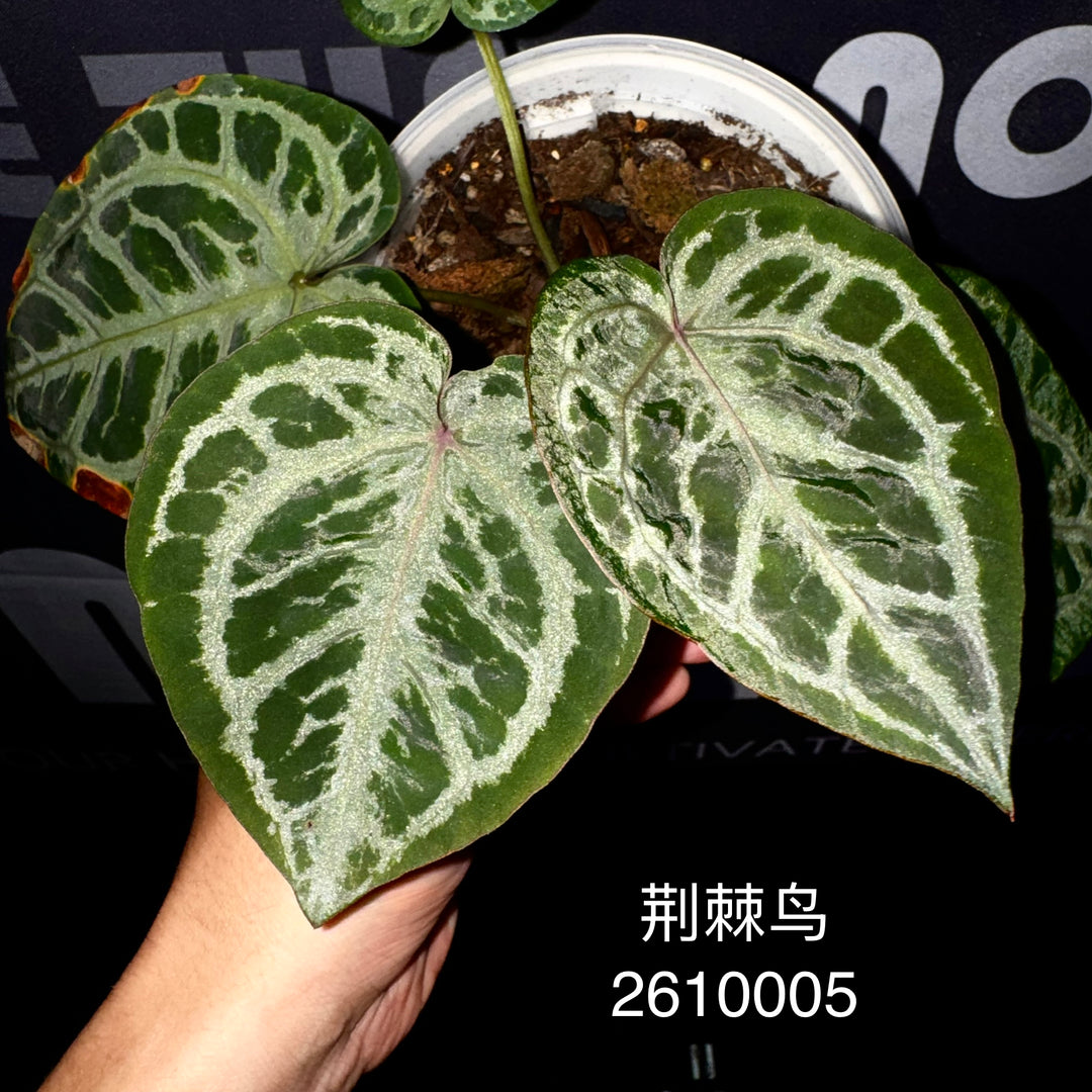 [Equator]【活性保持·荆棘鸟】Anthurium 'Thornbird'