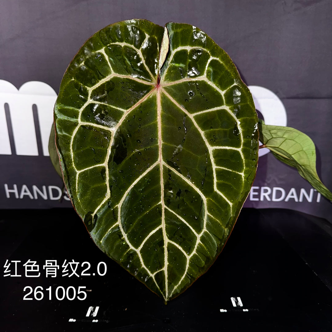 [Equator]【活性保持·红色骨纹2.0】Anthurium NSE 'Red Crystal' 2.0