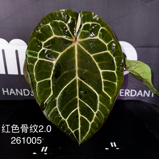 [Equator]【活性保持·红色骨纹2.0】Anthurium NSE 'Red Crystal' 2.0