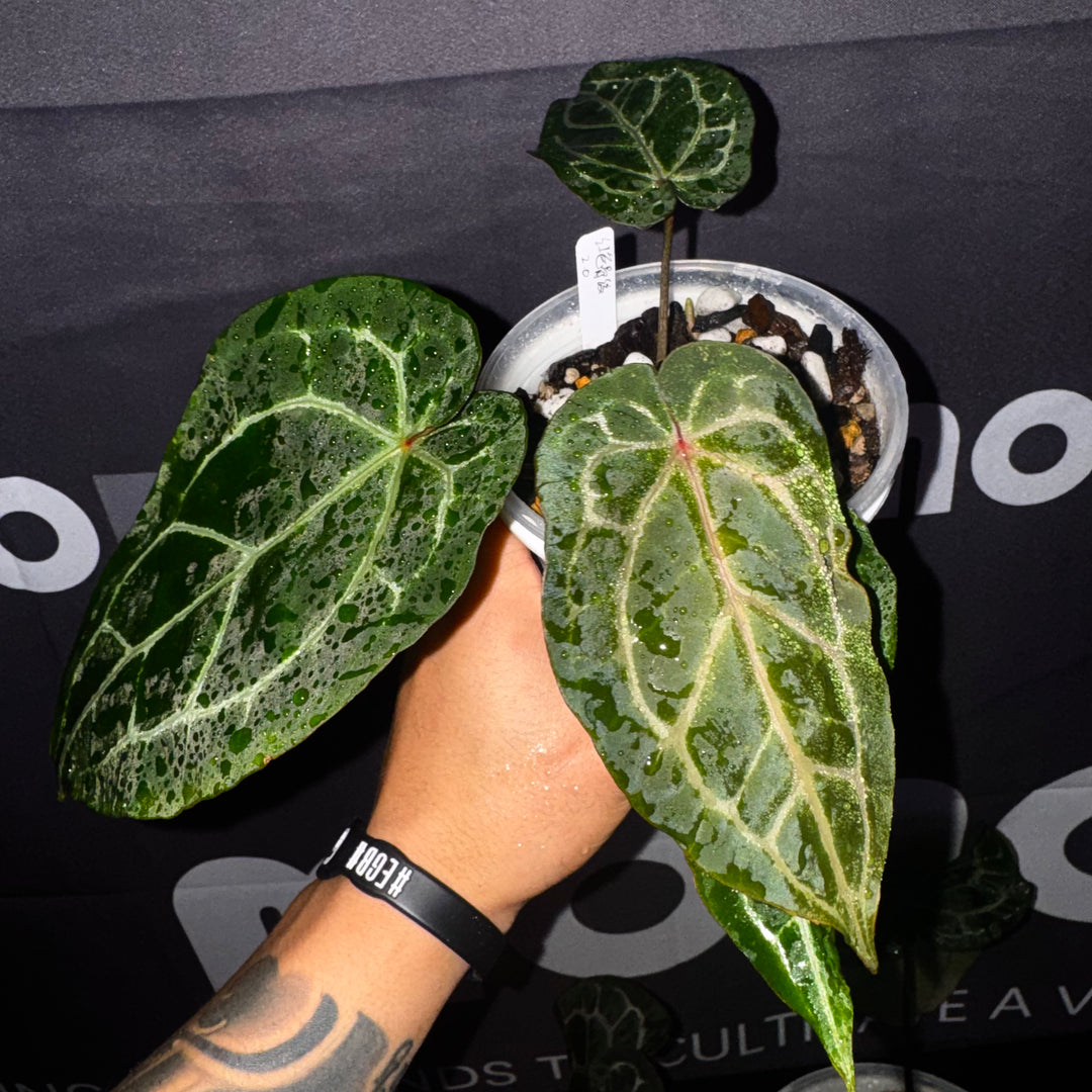 [Equator]【活性保持·红色骨纹2.0】Anthurium NSE 'Red Crystal' 2.0