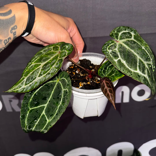 [Equator]【活性保持·红色骨纹2.0】Anthurium NSE 'Red Crystal' 2.0