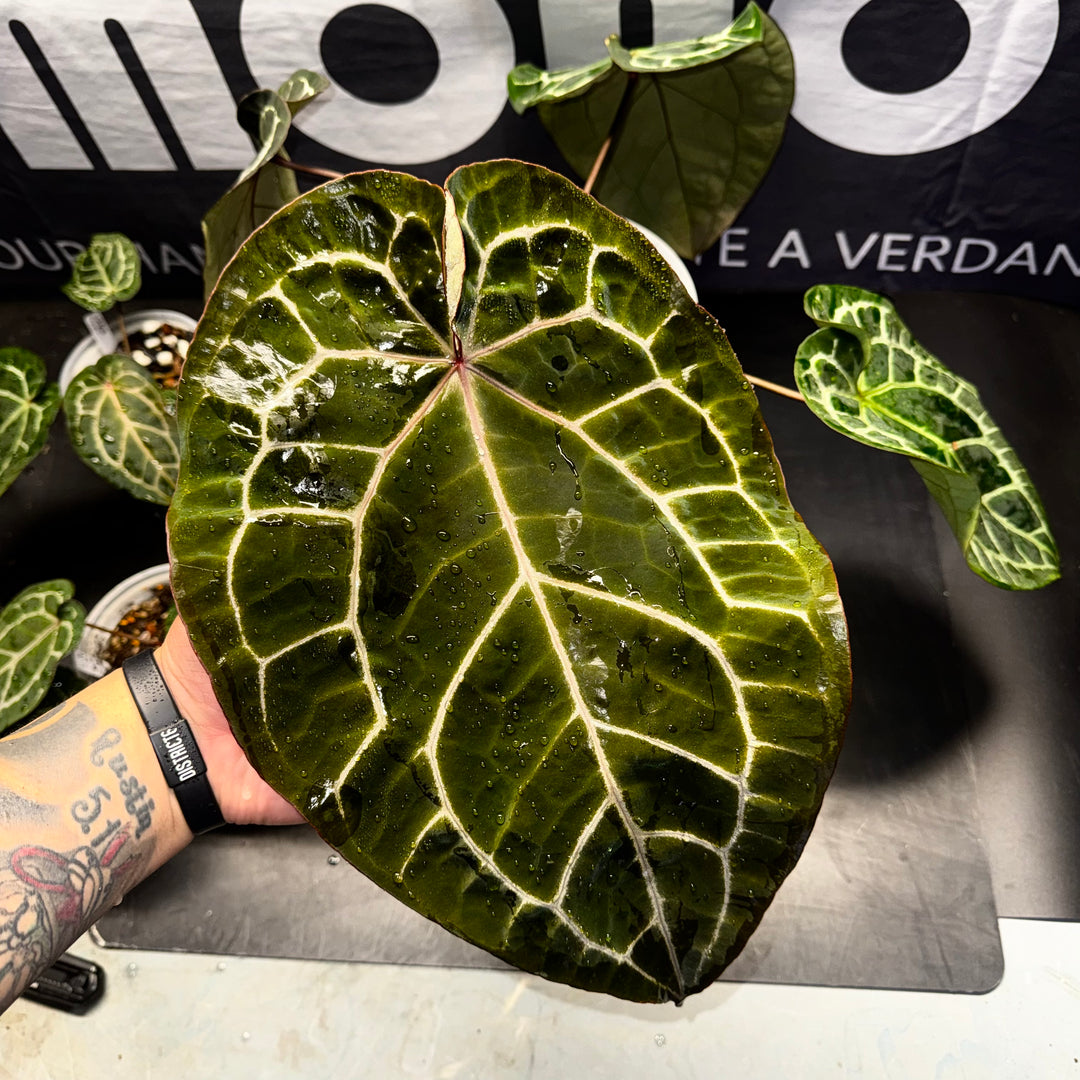 [Equator]【活性保持·红色骨纹2.0】Anthurium NSE 'Red Crystal' 2.0