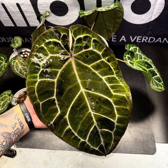 [Equator]【活性保持·红色骨纹2.0】Anthurium NSE 'Red Crystal' 2.0