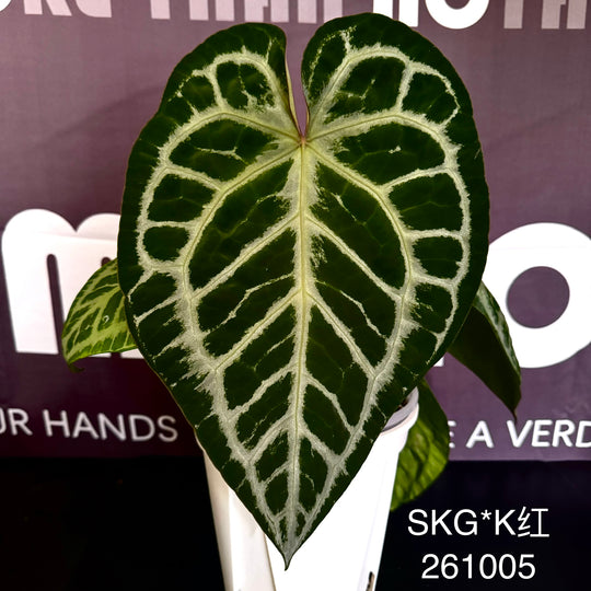 [Mono]【莫若·SKG*K红】Anthurium SKG x NSE Red Crystal