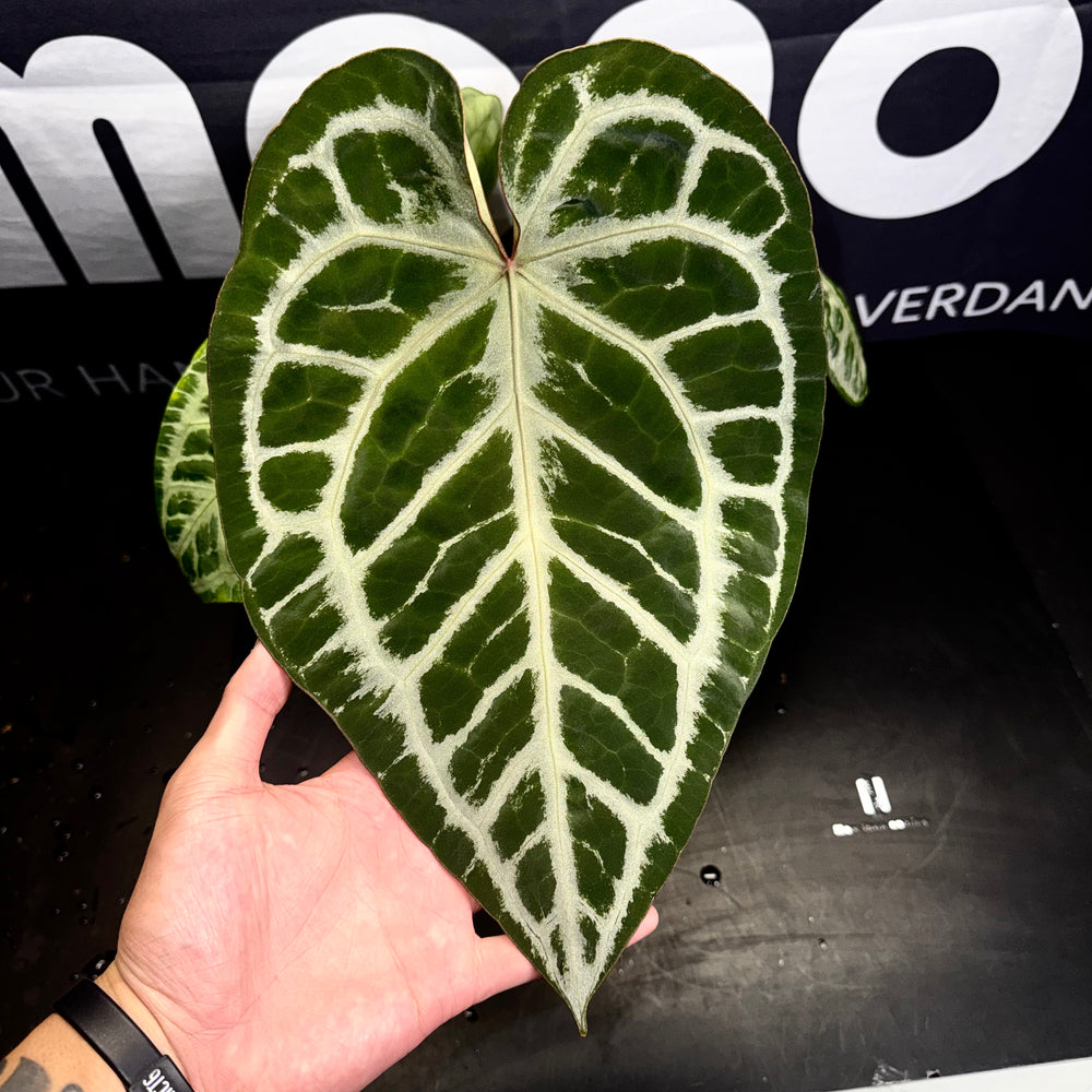 [Mono]【莫若·SKG*K红】Anthurium SKG x NSE Red Crystal