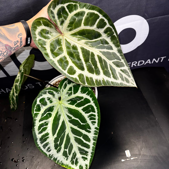 [Mono]【莫若·SKG*K红】Anthurium SKG x NSE Red Crystal