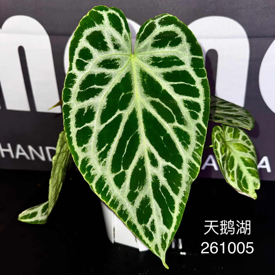 [Mono]【莫若·天鹅湖】Anthurium Swan Lake