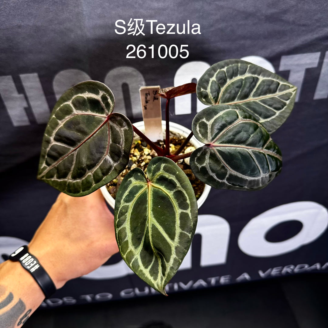[Mono]【莫若·S级红水晶】Anthurium Red Crystallinum Tezula S Grade