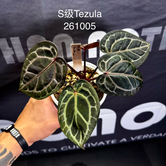 [Mono]【莫若·S级红水晶】Anthurium Red Crystallinum Tezula S Grade