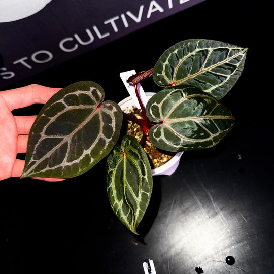 [Mono]【莫若·S级红水晶】Anthurium Red Crystallinum Tezula S Grade
