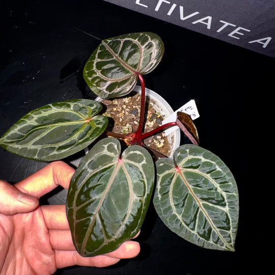 [Mono]【莫若·S级红水晶】Anthurium Red Crystallinum Tezula S Grade