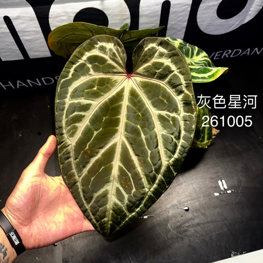 [Mono]【莫若·Hu家·灰色星河】Anthurium Grey Nebula by Hu