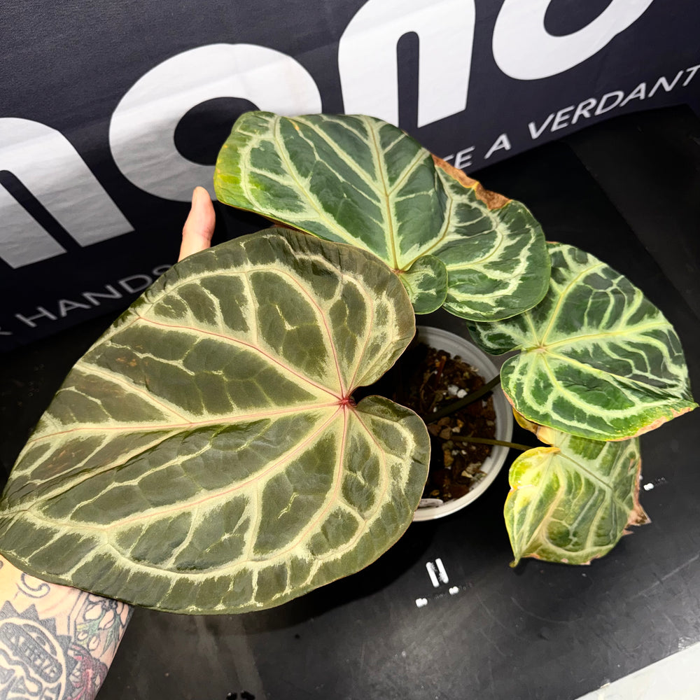 [Mono]【莫若·Hu家·灰色星河】Anthurium Grey Nebula by Hu