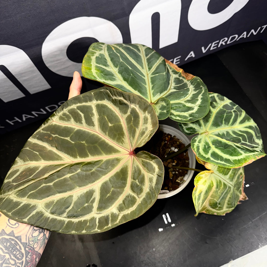 [Mono]【莫若·Hu家·灰色星河】Anthurium Grey Nebula by Hu