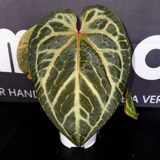 [Mono]【莫若·Hu家·灰色星河】Anthurium Grey Nebula by Hu