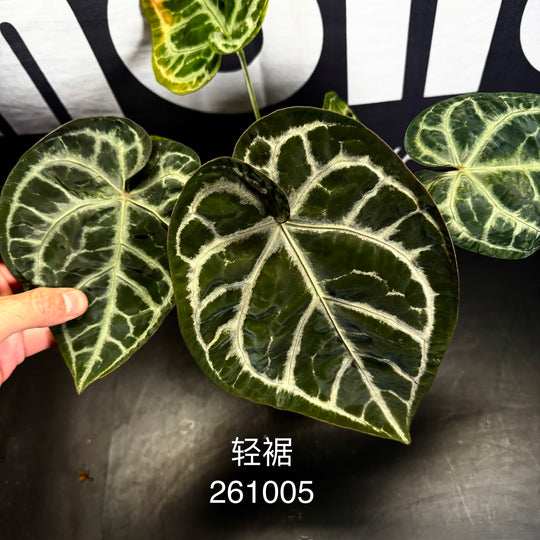 [Mono]【莫若·轻裾】Anthurium 'Light Robes'