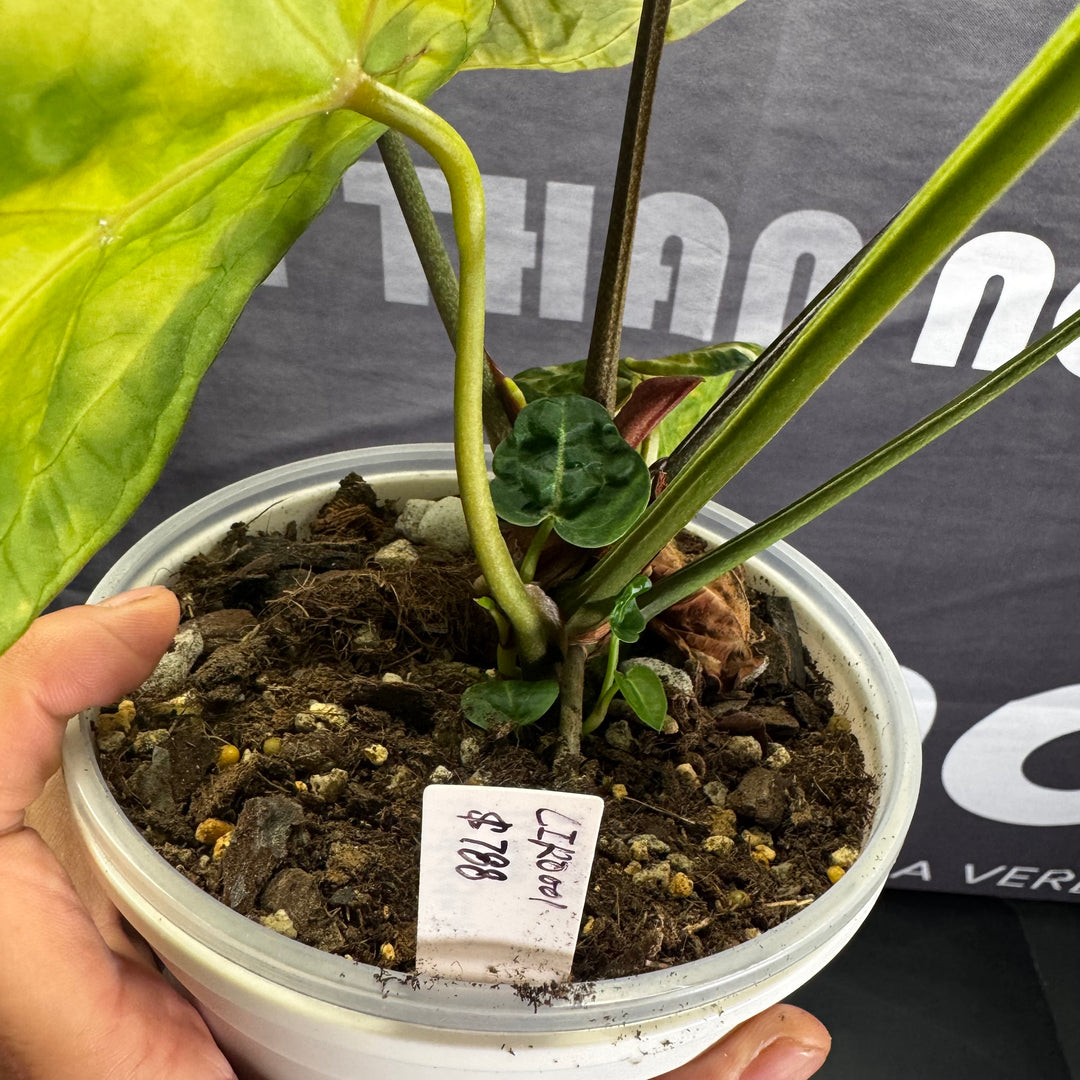 [Mono]【莫若·轻裾】Anthurium 'Light Robes'