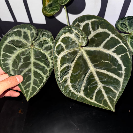 [Mono]【莫若·轻裾】Anthurium 'Light Robes'