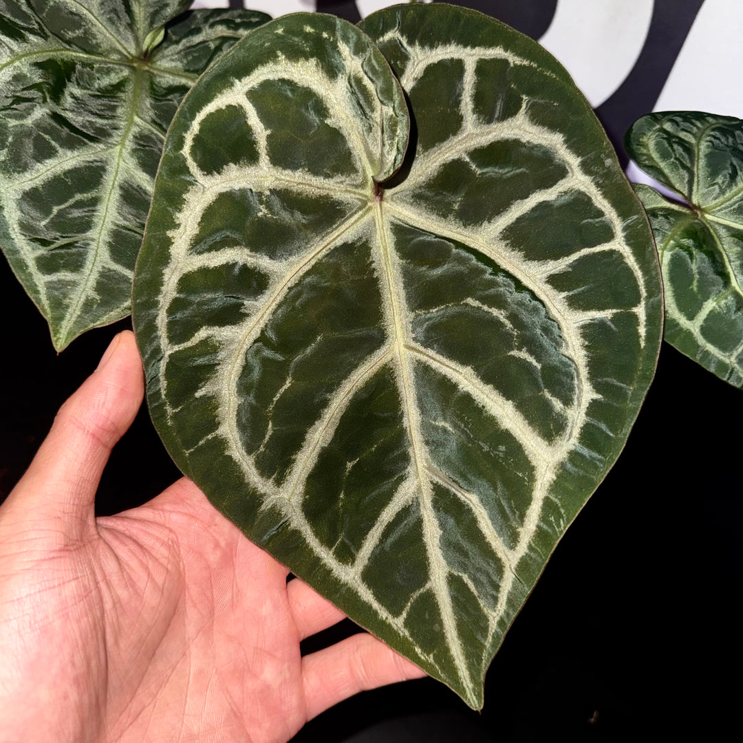 [Mono]【莫若·轻裾】Anthurium 'Light Robes'