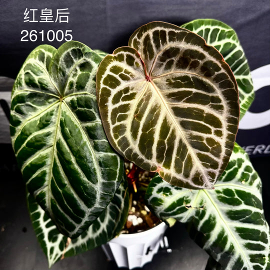 [Equator]【活性保持·红皇后】Anthurium 'Red Queen'